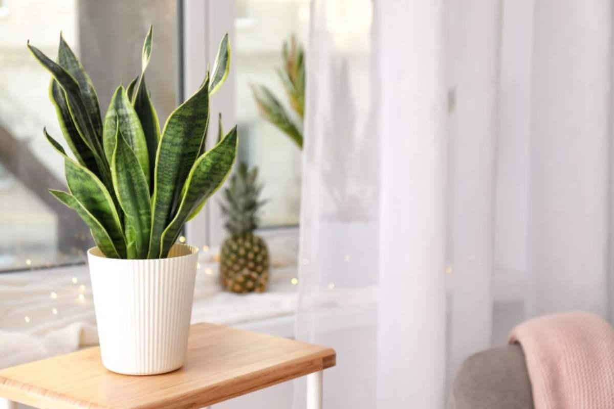 Sanseveria portafortuna