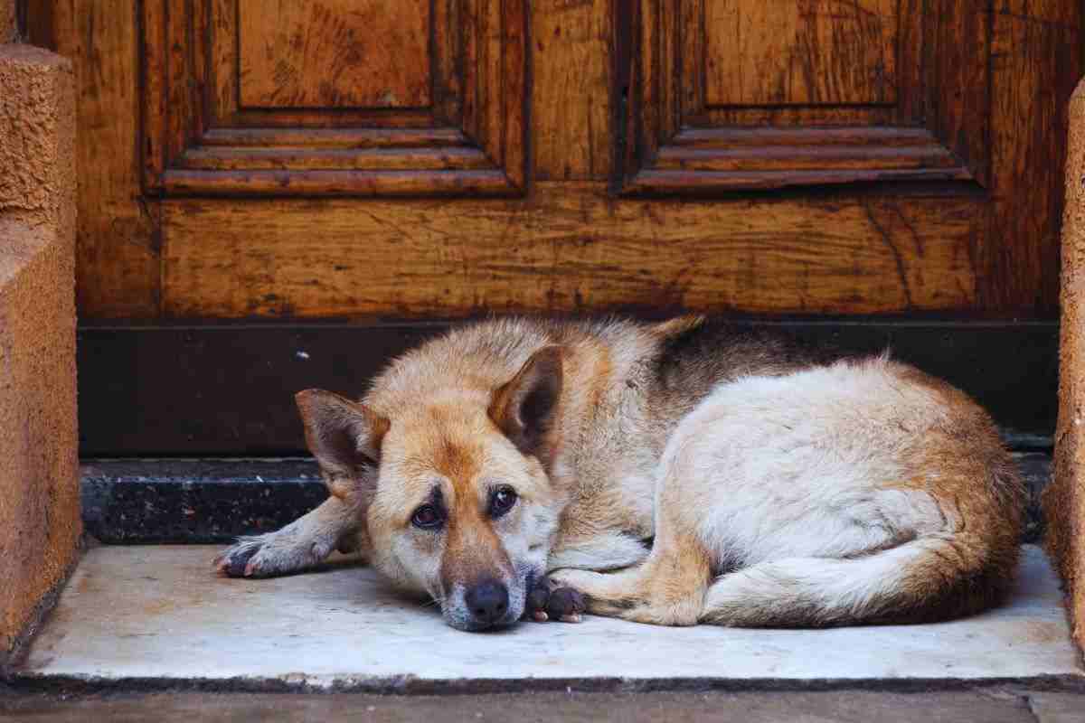 pene severe per lpabbandono degli animali