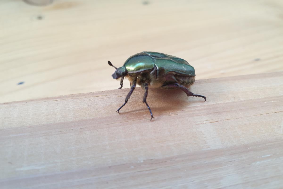 Scarabeo
