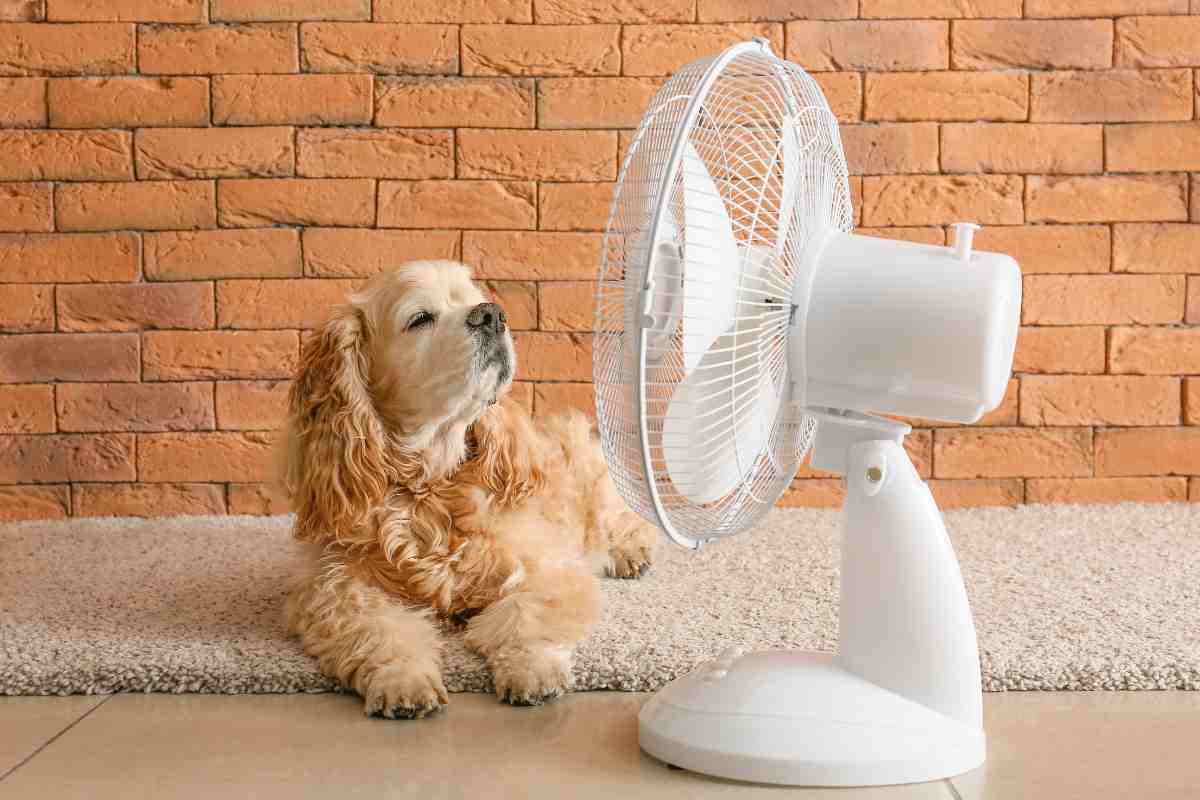 quanto costa caldo