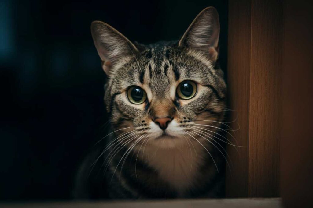 cosa vedono i gatti?