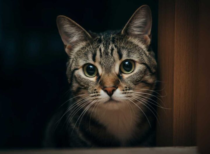 cosa vedono i gatti?