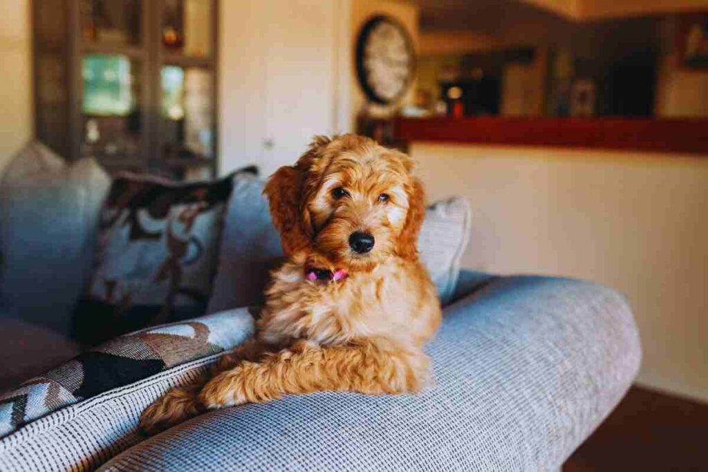 norme tutela degli animali